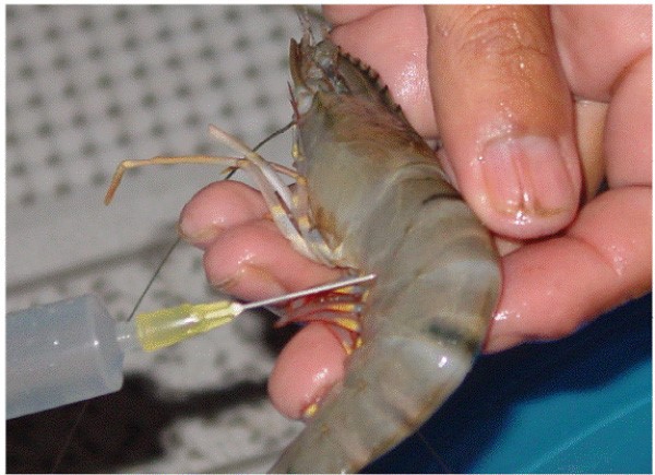 dua-tap-chat-vao-tom-nguyen-lieu