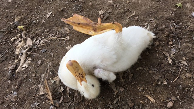 GIẢI PHÁP PHÒNG VÀ ĐIỀU TRỊ E.COLI BẠI HUYẾT TRÊN VỊT