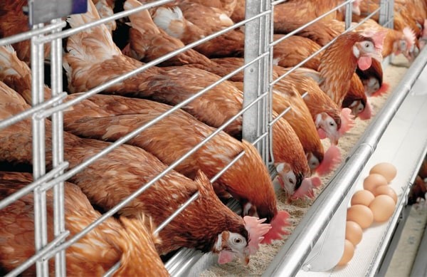 5 CÁCH KÍCH THÍCH GÀ ĐẺ NHIỀU TRỨNG