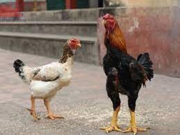 Phương pháp lấy tinh gà Hồ chất lượng cao cho thụ tinh nhân tạo