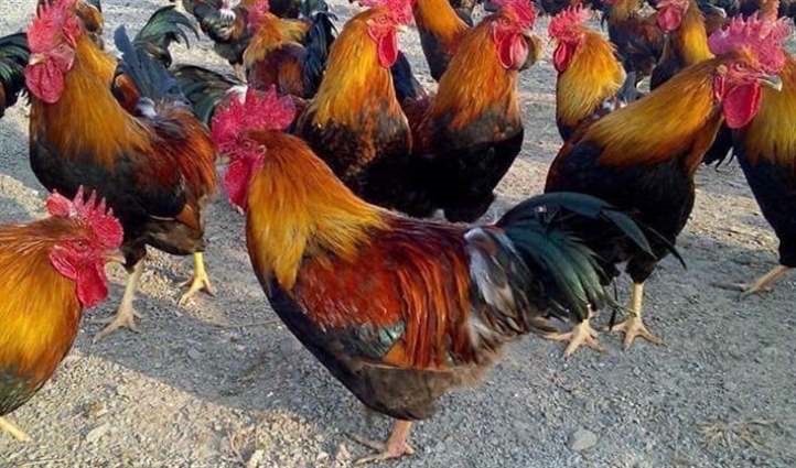 Xử lý khi gà lấy chân gãi vào mắt, mắt bị viêm