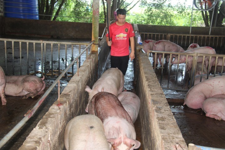Giá heo hơi ngày 27/2 không biến động trên toàn quốc