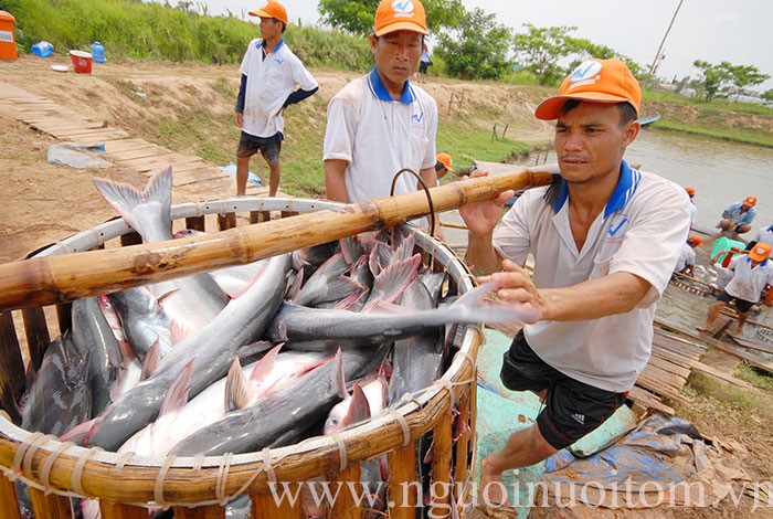 gia-ca-tra-tang-so-voi-2-nam-qua