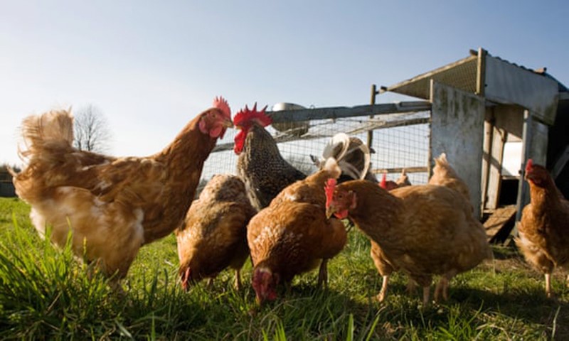 Bùng phát dịch cúm gia cầm lớn nhất từ trước đến nay tại Anh