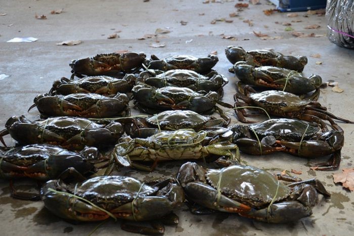 gia-cua-cao-e1637744017391