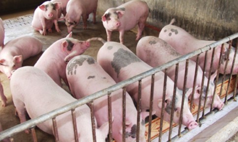 Hà Nội: Tập trung phòng, chống nắng nóng cho đàn vật nuôi