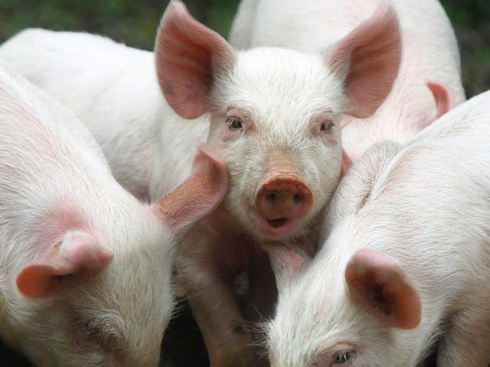 gia-heo-tang-tren-dien-rong