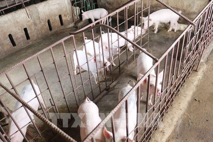 Giá lợn hơi hôm nay 29/12 tiếp tục xu hướng giảm