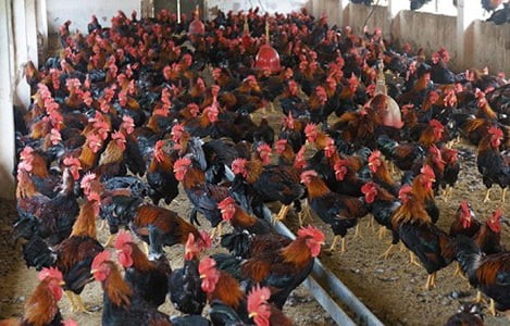 gia-san-pham-chan-nuoi-gia-cam