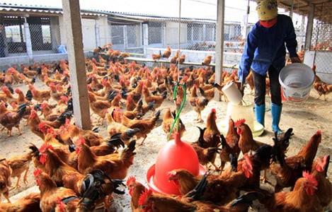 gia-san-pham-chan-nuoi-gia-tai-trai-cac-tinh-phia-nam-ngay-27-03-2018