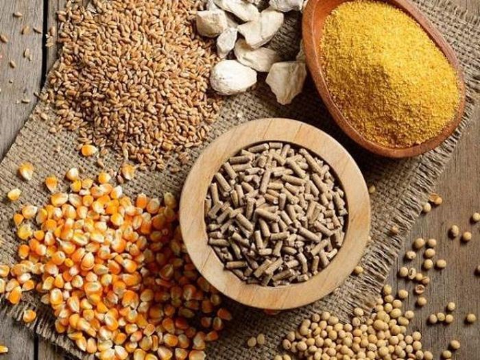 gia-thuc-an-chan-nuoi-tang-sau-tet