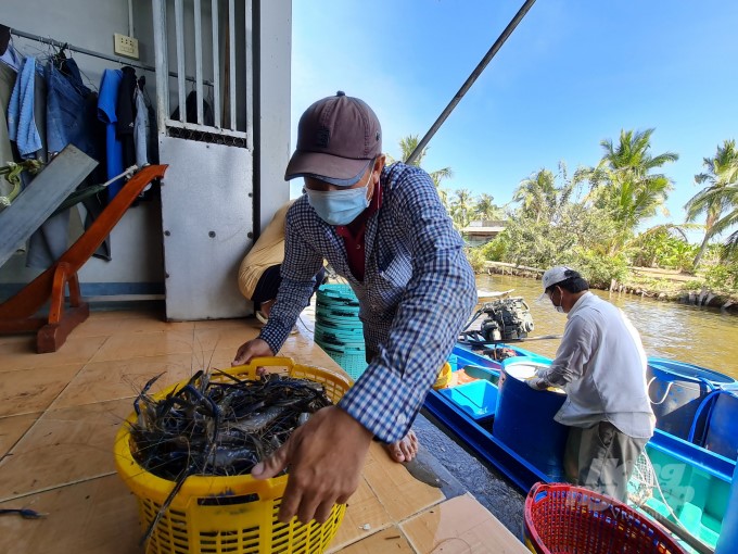 gia-tom-cang-xanh-duy-tri-muc-cao