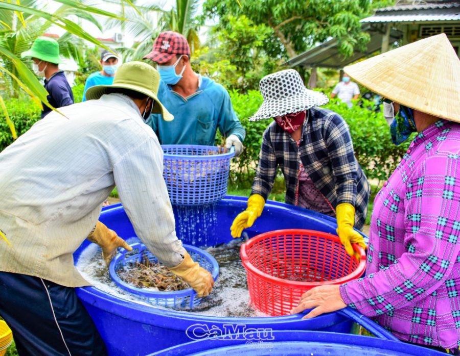 gia-tom-cang-xanh-on-dinh-e1638859916684