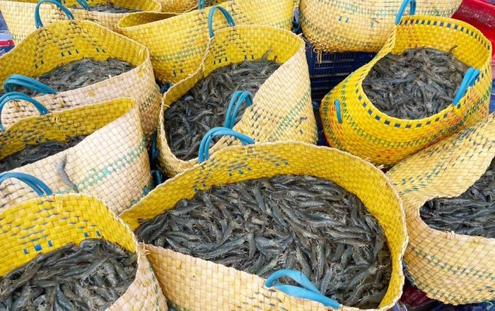 gia-tom-mien-tay-tang-cao