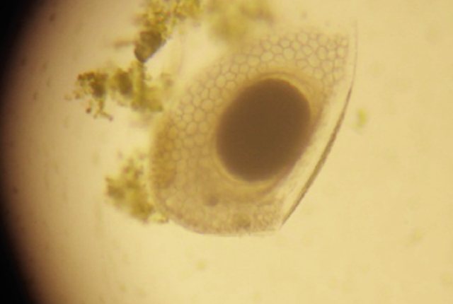 giai-bai-toan-giong-moina-01