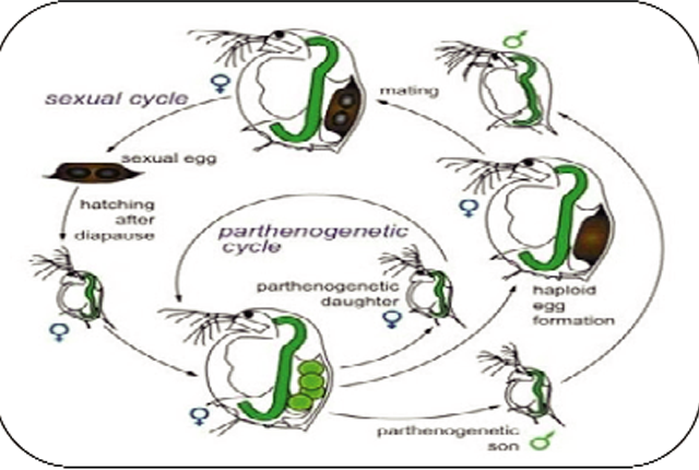 giai-bai-toan-giong-moina