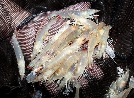 giai-phap-nuoi-tom-sach