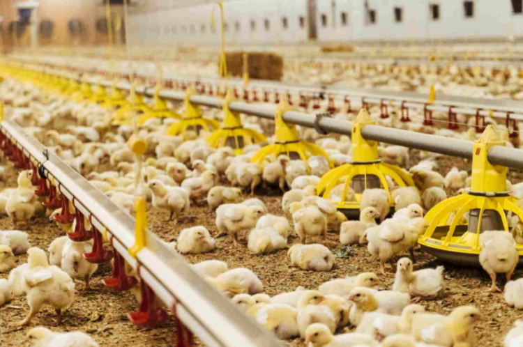 giam-khang-sinh-e1643097504450