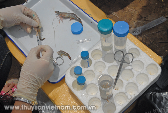 giam-sat-dich-benh-tren-tom-01