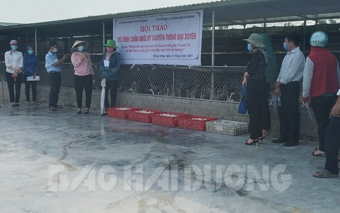 giong-vit-dai-xuyen-cho-nang-suat-trung-cao-5-184505