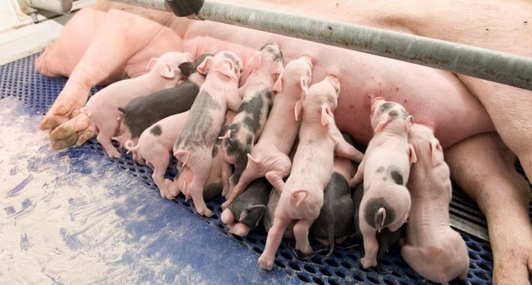 Những mô hình chăn nuôi độc đáo