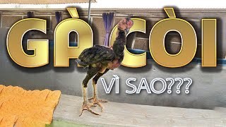 Gà còi cọc, chậm lớn, nguyên nhân là gì?