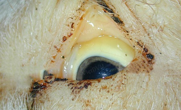 heo-bi-vang-da-niem-mac-mat-bi-vang