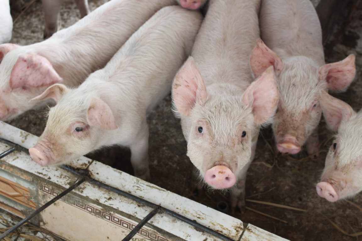 Phơi nhiễm có kiểm soát của heo với vi khuẩn Mycoplasma hyopneumoniae: Công cụ hiệu quả để loại bỏ vi khuẩn