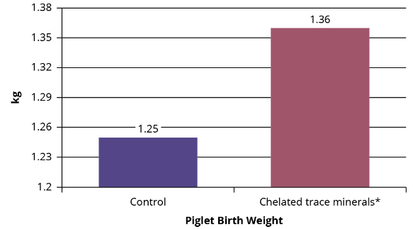 heo-con-cai-sua-som-2