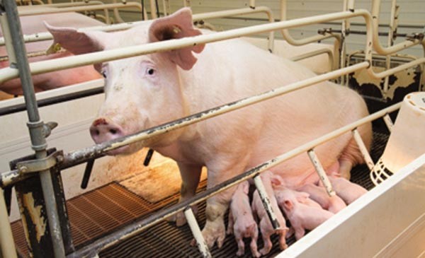 Phòng trị bệnh mụn nước trên heo