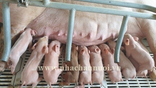 Quản lý heo nái năm 2022: 7 xu hướng cần theo dõi