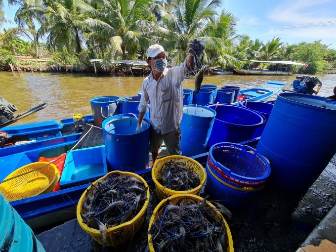 hieu-qua-nuoi-tom-cang-xanh