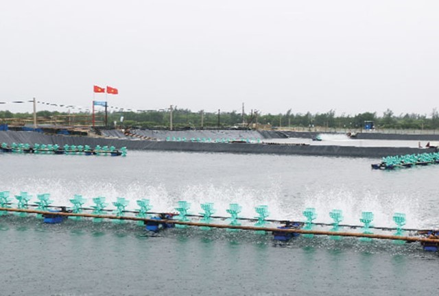 hieu-ung-mua-mua-trong-ao-tom-01