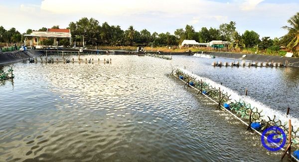 hieuquamohinhmuoitomthechantrang