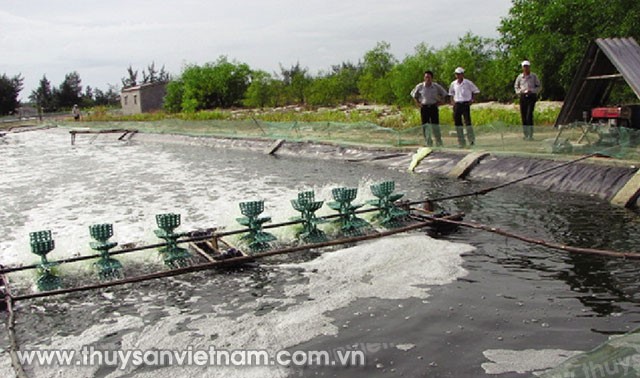 hoi-sinh-tom-tren-cat-02