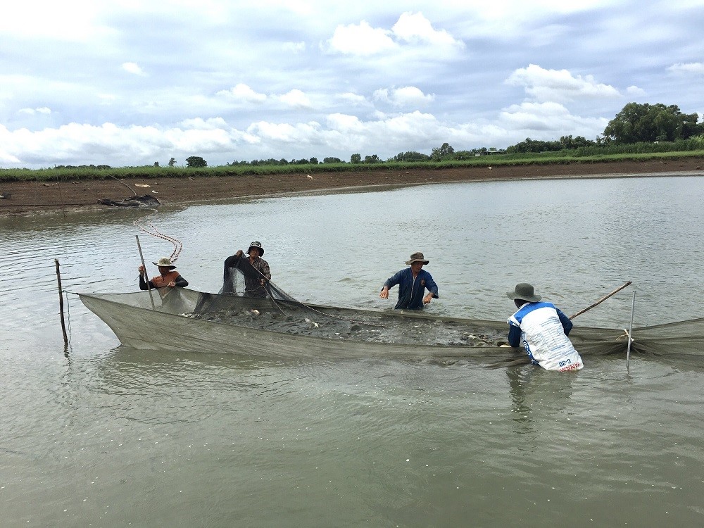 images1678664_7Ng_nh_nu_i_tr_ng_th_y_s_n___ng_tr__c_nguy_c____t_g_y_chu_i_cung__ng_s_n_ph_m._Trong__nh_Thu_ho_ch_c__t_i_T__nu_i_c__n__c_ng_t_x__Su_i_Rao__huy_n_Ch_u___c.