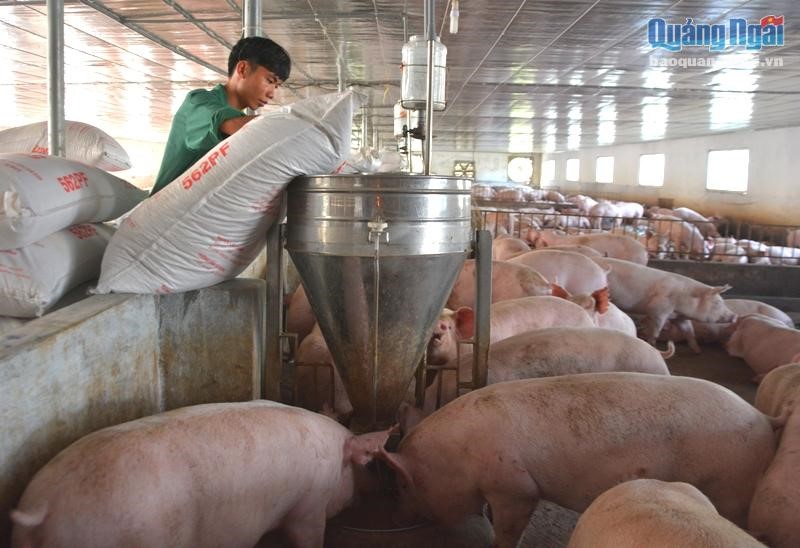 Giá heo hơi hôm nay 23.10.2023: Đà rơi tạm ngưng