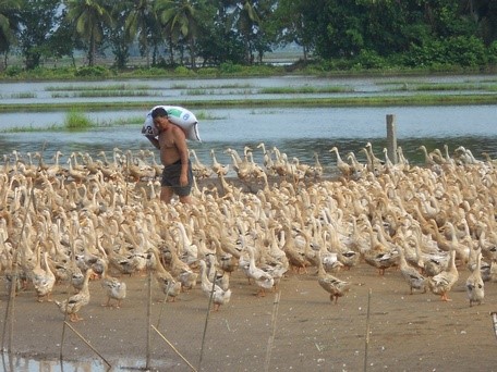 Vĩnh Long: Nuôi vịt đẻ… mùa dịch COVID-19