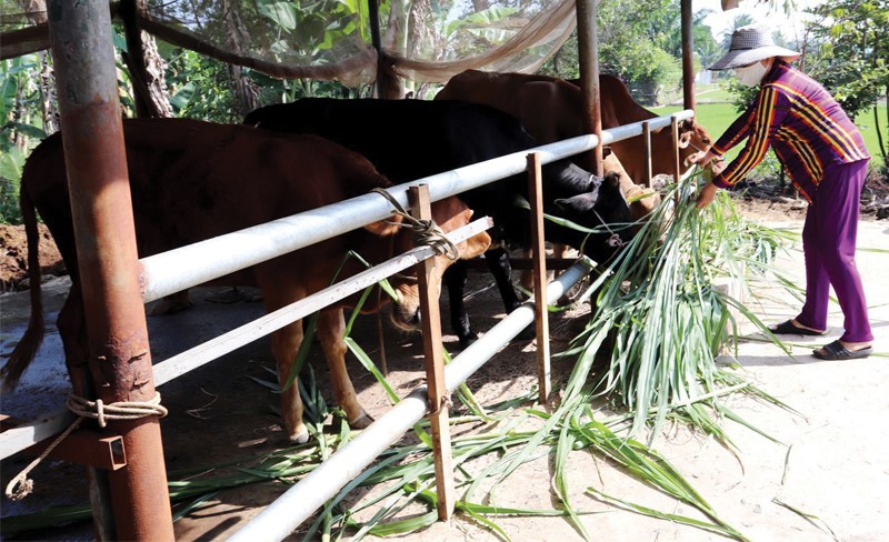 ke-hoach-phong-chong-vdnc