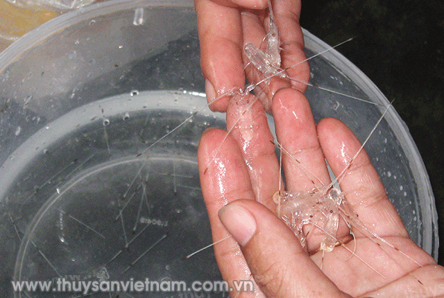 khan-hiem-tom-hum-giong-01