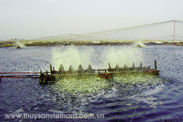 khoai-lang-trong-nuoi-tom-02