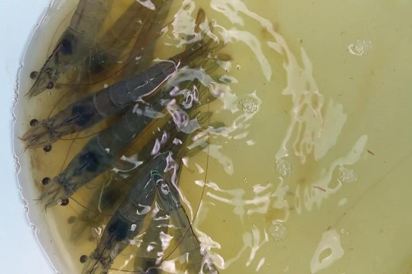 khoang-chay-la-thanh-phan-quan-trong-trong-cau-tao-co-the-tom-ca (1)