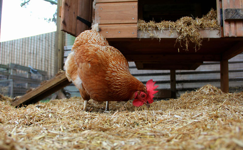 Kinh nghiệm khử mùi hôi chuồng gà