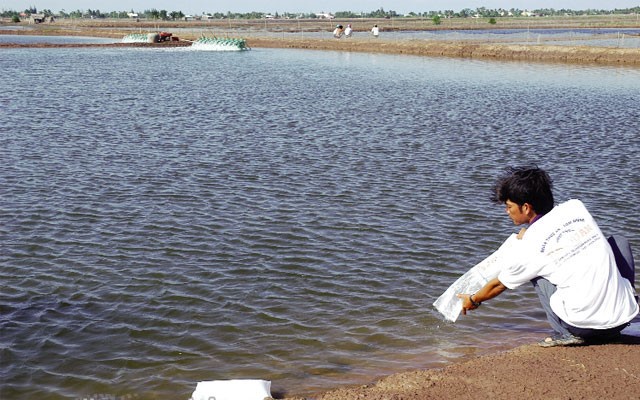 khung-thoi-vu-tha-tom-giong