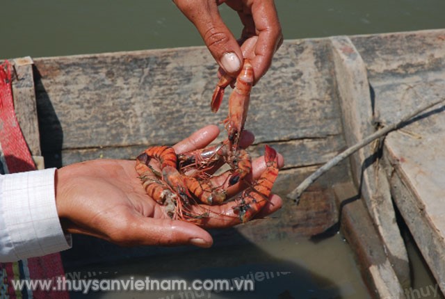 kiem-soat-chat-che-dich-benh-tren-tom-nuoi-01