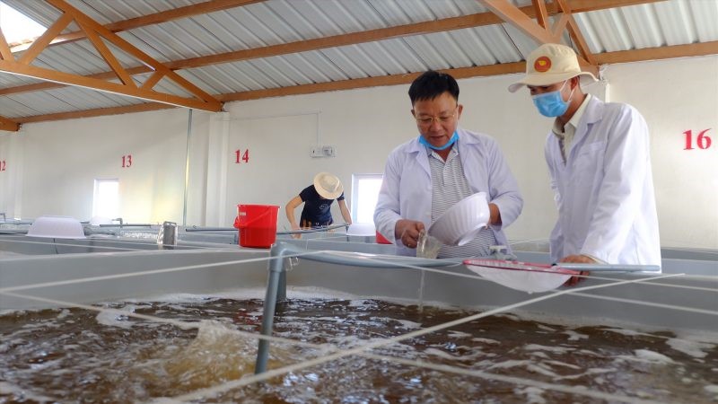 kiem-tra-chat-luong-tom-giong-e1638167544849