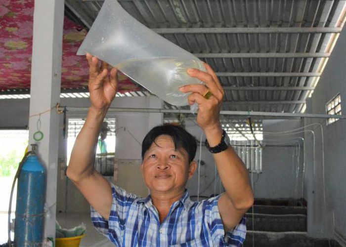 kiem-tra-giong-tom-moi-mua (1)