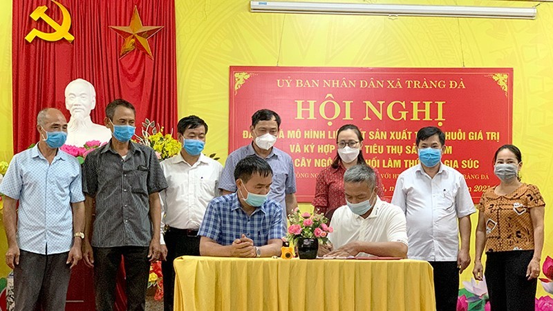 ky-ket-ngo-sinh-khoi