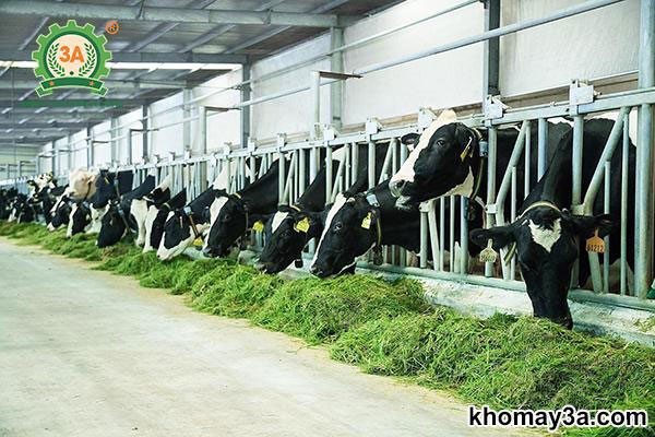 ky-thuat-nuoi-bo-sua-02 (1)