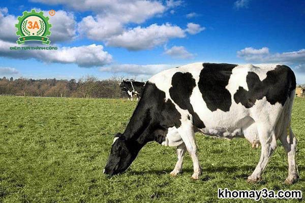 ky-thuat-nuoi-bo-sua-05 (1)